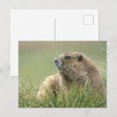 アメリカ, ワシントン州, オリンピック国立公園, オリンピックマーモット ポストカード (正面/裏面)