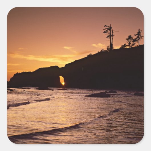 アメリカ、ワシントン州、オリンピック国立公園。2 スクエアシール (正面)