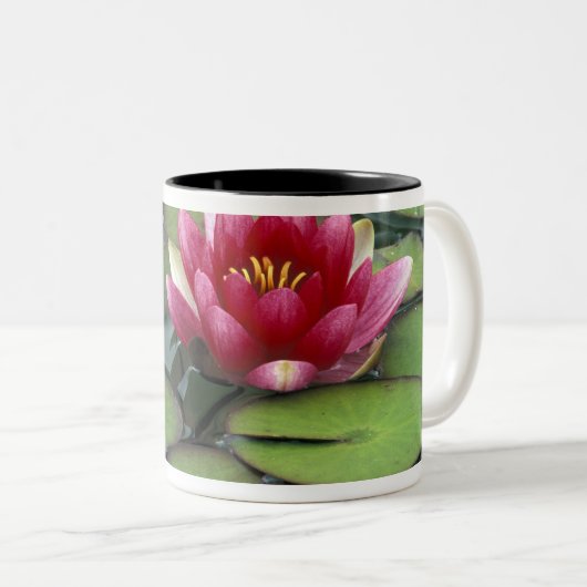 アメリカ、ワシントン州、シアトル。ウォーターリリーと ツートーンマグカップ (正面右)