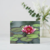 アメリカ、ワシントン州、シアトル。ウォーターリリーと ポストカード (スタンド正面)