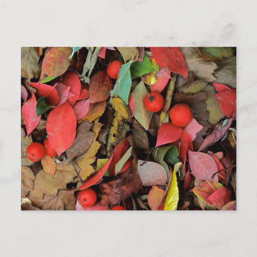 アメリカ ワシントン州 スポケーン郡 ハウソーンの葉 ポストカード (正面)