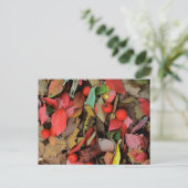 アメリカ ワシントン州 スポケーン郡 ハウソーンの葉 ポストカード (スタンド正面)