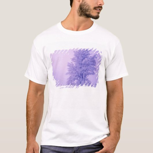 アメリカ, ワシントン州, スポーケン郡, 霜 Tシャツ (正面)