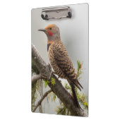 アメリカ、ワシントン州。北フリッカ（オス） 2 クリップボード (左)