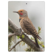 アメリカ、ワシントン州。北フリッカ（オス） 2 クリップボード (裏面)