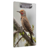 アメリカ、ワシントン州。北フリッカ（オス） 2 クリップボード (右)