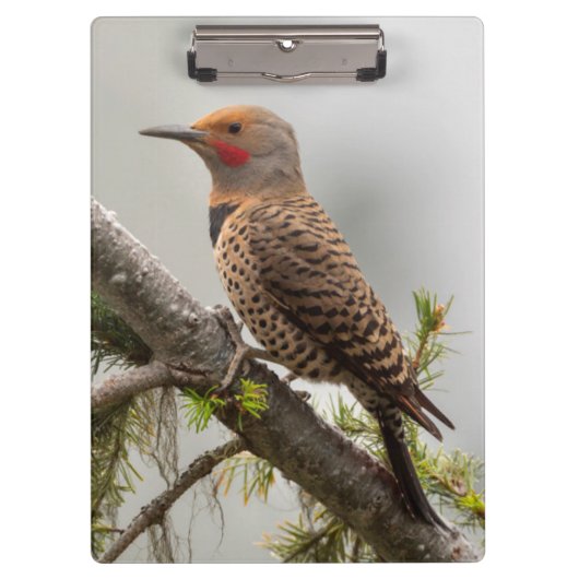 アメリカ、ワシントン州。北フリッカ（オス） 2 クリップボード (正面)