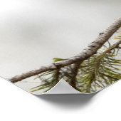 アメリカ、ワシントン州。北フリッカ(オス) 2 ポスター (角)