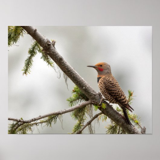 アメリカ、ワシントン州。北フリッカ(オス) 2 ポスター (正面)