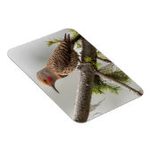 アメリカ、ワシントン州。北フリッカ(オス) 2 マグネット (右側)