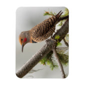 アメリカ、ワシントン州。北フリッカ(オス) 2 マグネット (縦)