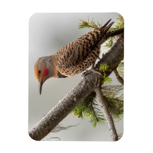 アメリカ、ワシントン州。北フリッカ(オス) 2 マグネット (縦)