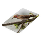 アメリカ、ワシントン州。北フリッカ(オス) 2 マグネット (左側)