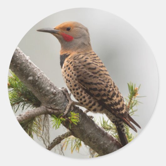 アメリカ、ワシントン州。北フリッカ（オス） 2 ラウンドシール (正面)