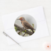 アメリカ、ワシントン州。北フリッカ（オス） 2 ラウンドシール (封筒)