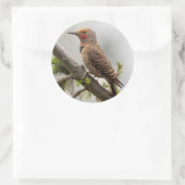 アメリカ、ワシントン州。北フリッカ（オス） 2 ラウンドシール (バッグ)