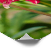 アメリカ、ワシントン州。庭のダリアの花 ポスター (角)