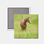 アメリカ、ワシントン州、春の牧場の馬、 マグネット (正面/裏面)