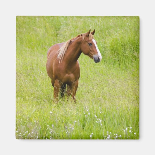 アメリカ、ワシントン州、春の牧場の馬、 マグネット (正面)