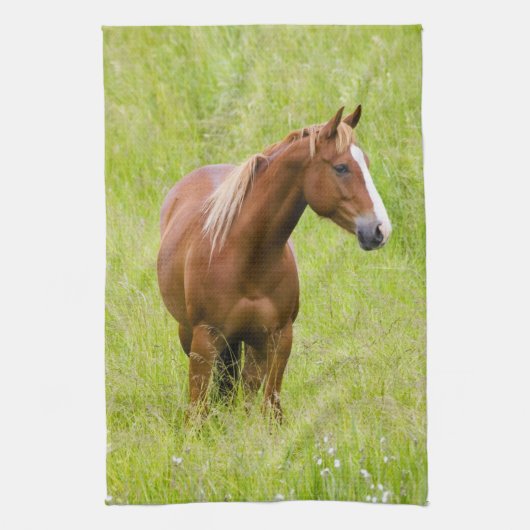 アメリカ, ワシントン州, 春の野原の馬 キッチンタオル (縦)