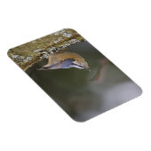 アメリカ、ワシントン州、赤い枝を持つナサッチ。 マグネット (右側)