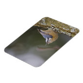 アメリカ、ワシントン州、赤い枝を持つナサッチ。 マグネット (左側)