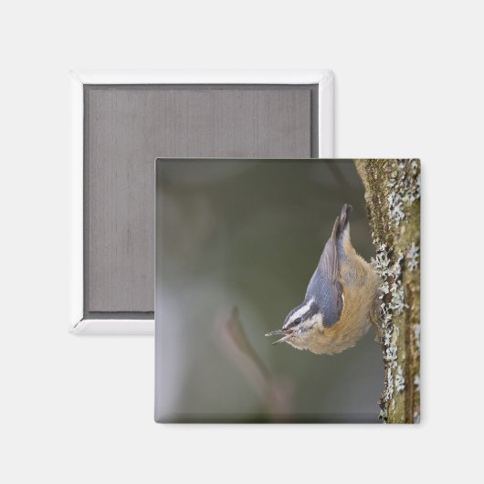 アメリカ、ワシントン州、赤い枝を持つナサッチ。 マグネット (正面/裏面)