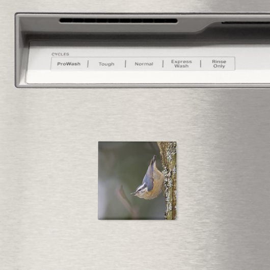 アメリカ、ワシントン州、赤い枝を持つナサッチ。 マグネット (インサイチュ (食洗機))