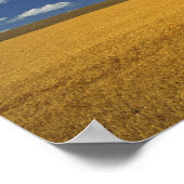 アメリカ、ワシントン州、Colfax。熟した大麦が合う ポスター (角)