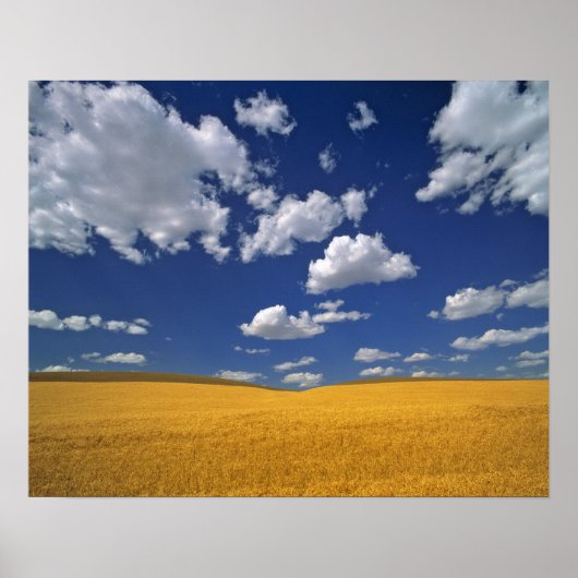 アメリカ、ワシントン州、Colfax。熟した大麦が合う ポスター (正面)