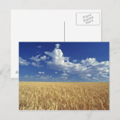 アメリカ、ワシントン州、Colfax。熟した小麦 ポストカード (正面/裏面)