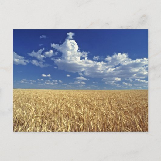 アメリカ、ワシントン州、Colfax。熟した小麦 ポストカード (正面)