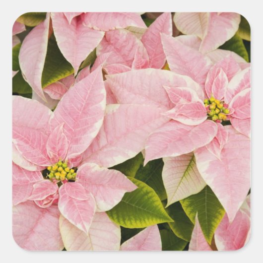 アメリカ,ワシントン,ウッドリヴィル,モルバクの子供部屋, 4 スクエアシール (正面)