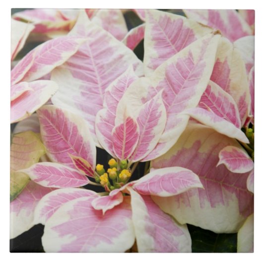 アメリカ、ワシントン、ウッドンビル、モルバクの子供部屋。 タイル (正面)