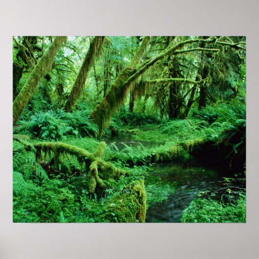 アメリカ、ワシントン、オリンピックのナント。ホー・レイン ポスター (正面)