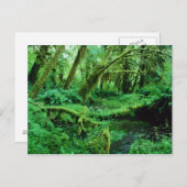 アメリカ、ワシントン、オリンピックのナント。ホー・レイン ポストカード (正面/裏面)