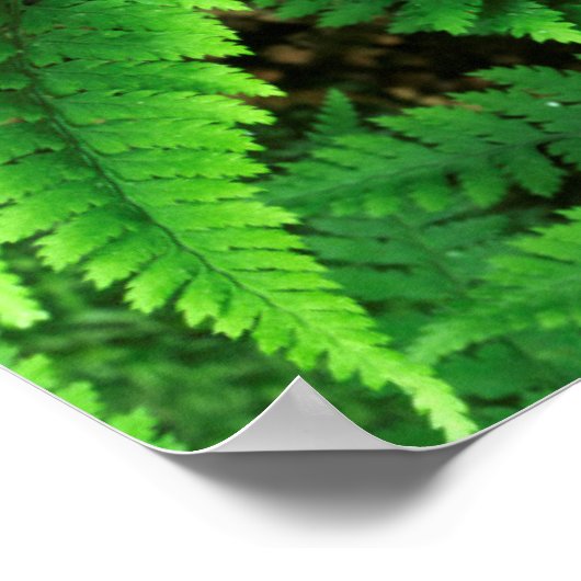 アメリカ,ワシントン,オリンピック国立公園,アティリウム ポスター (角)