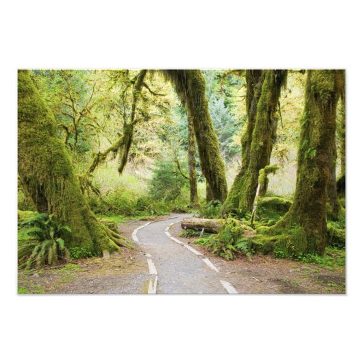 アメリカ、ワシントン、オリンピック国立公園、ハイキング フォトプリント            (正面)