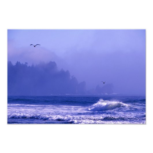 アメリカ、ワシントン、オリンピック国立公園。フォグ フォトプリント            (正面)