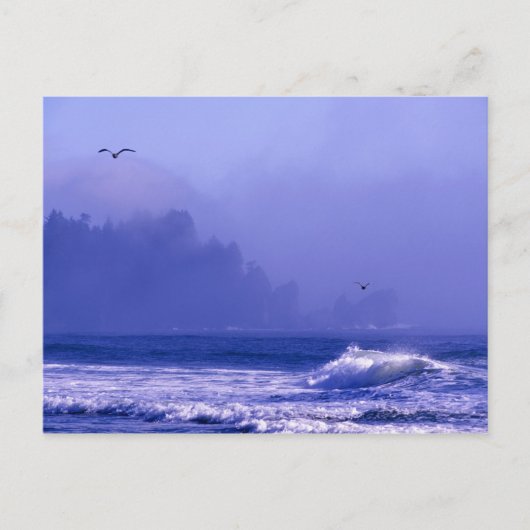 アメリカ、ワシントン、オリンピック国立公園。フォグ ポストカード (正面)