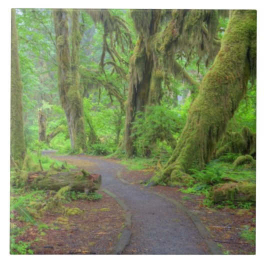 アメリカ、ワシントン、オリンピック国立公園、ホー・レイン タイル (正面)