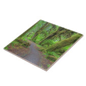 アメリカ、ワシントン、オリンピック国立公園、ホー・レイン タイル (側面)