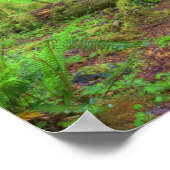 アメリカ、ワシントン、オリンピック国立公園、ホー・レイン ポスター (角)