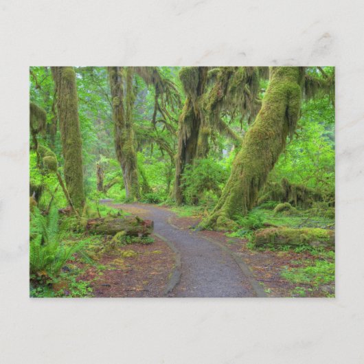 アメリカ、ワシントン、オリンピック国立公園、ホー・レイン ポストカード (正面)