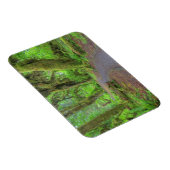 アメリカ、ワシントン、オリンピック国立公園、ホー・レイン マグネット (右側)