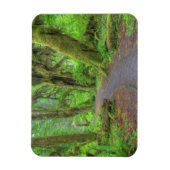 アメリカ、ワシントン、オリンピック国立公園、ホー・レイン マグネット (縦)