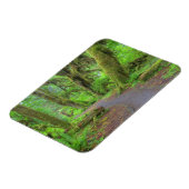 アメリカ、ワシントン、オリンピック国立公園、ホー・レイン マグネット (左側)