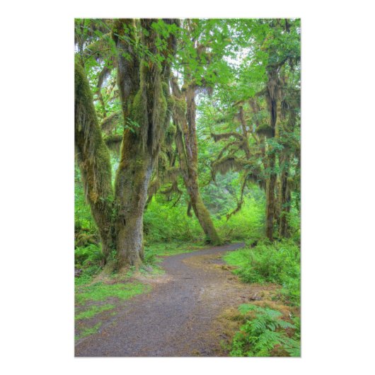 アメリカ，ワシントン，オリンピック国立公園，ホ フォトプリント            (正面)