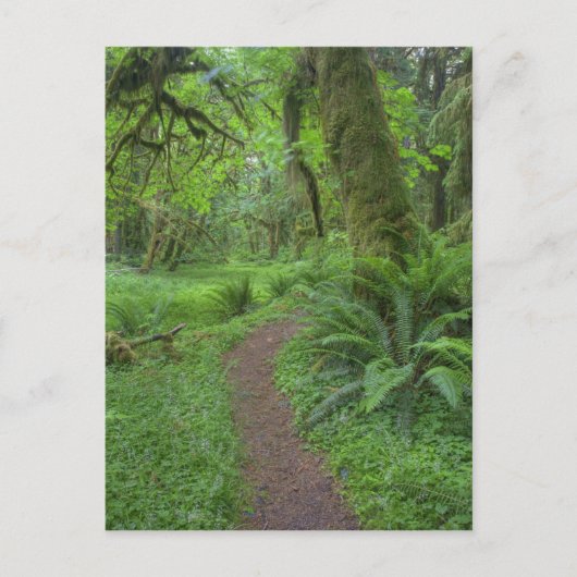 アメリカ、ワシントン、オリンピック国立公園。 ポストカード (正面)