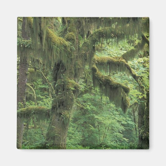 アメリカ、ワシントン、オリンピック国立公園。 マグネット (正面)